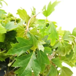 Sale Hängväxt inomhus - Königswein - Cissus rhombifolia Ellen Danica - Hängkruka 19cm Krukväxter Inomhus