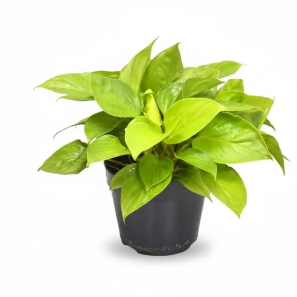 Homalomena Krukväxt Ø15 cm, Höjd ca 30 cm - Lättskött Grönska