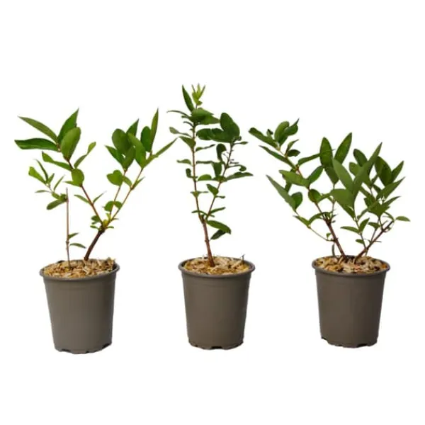 Honungsbär - Set om 3 - Lonicera kamtchatica - Höjd 25-40cm - ⌀9cm