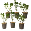 Outlet Honungsbär - Set om 6 - Lonicera kamtchatica - Höjd 25-40cm - ⌀9cm Buskar
