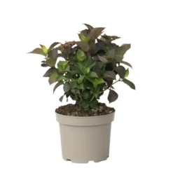 New Hortensia - Hydrangea paniculata 'Dare Devil' - Höjd 25-40cm - ⌀19cm Krukväxter Inomhus