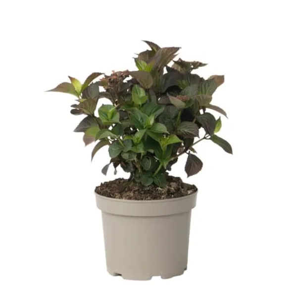 New Hortensia - Hydrangea paniculata 'Dare Devil' - Höjd 25-40cm - ⌀19cm Krukväxter Inomhus