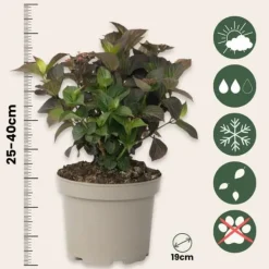 New Hortensia - Hydrangea paniculata 'Dare Devil' - Höjd 25-40cm - ⌀19cm Krukväxter Inomhus