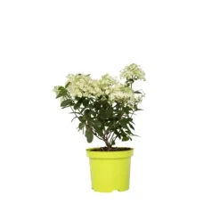 Hortensia - Hydrangea paniculata 'Bobo' - Höjd 25-40cm - ⌀19cm