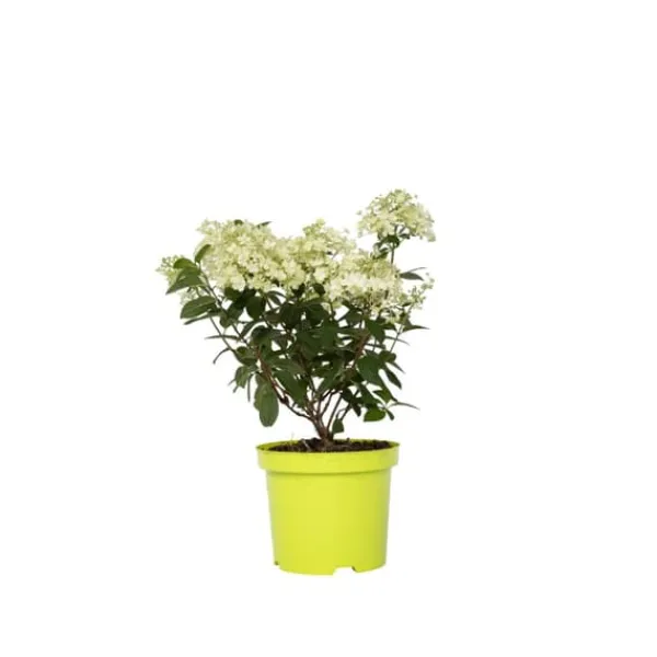 Hortensia - Hydrangea paniculata 'Bobo' - Höjd 25-40cm - ⌀19cm