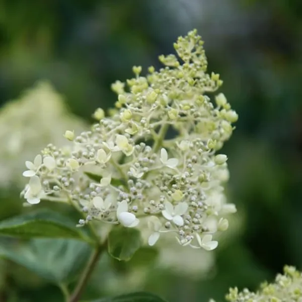 Hortensia - Hydrangea paniculata 'Bobo' - Höjd 25-40cm - ⌀19cm