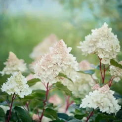 Hortensia - Hydrangea paniculata 'Early Harry' - Höjd 25-40cm - ⌀19cm