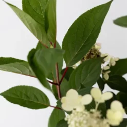 Hortensia - Hydrangea paniculata 'Early Harry' - Höjd 25-40cm - ⌀19cm