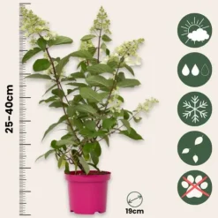 Hortensia - Hydrangea paniculata 'Pinky Winky' - Höjd 25-40cm - ⌀19cm
