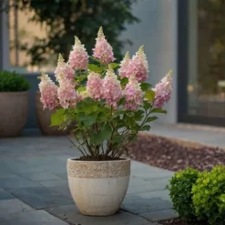 Hortensia - Hydrangea paniculata 'Pinky Winky' - Höjd 25-40cm - ⌀19cm