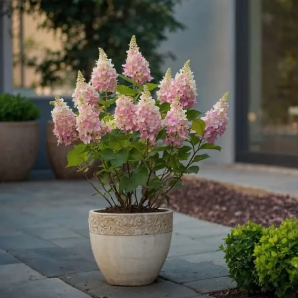 Hortensia - Hydrangea paniculata 'Pinky Winky' - Höjd 25-40cm - ⌀19cm