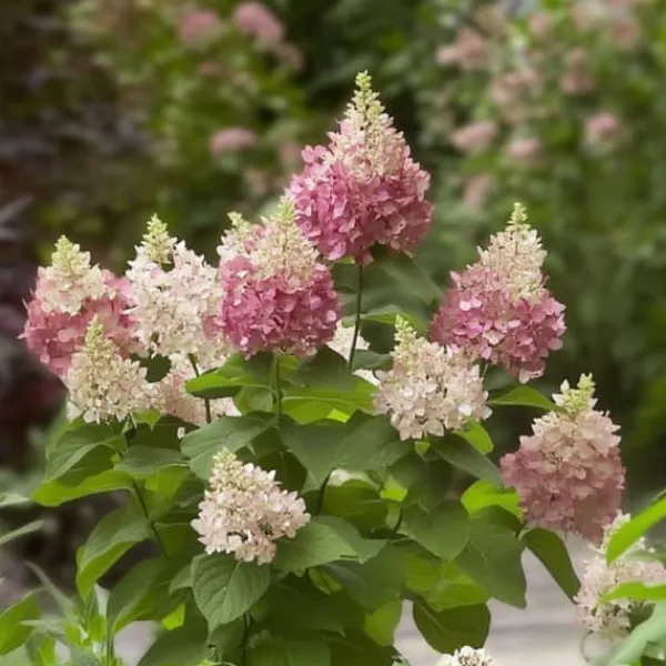 Hortensia - Hydrangea paniculata 'Pinky Winky' - Höjd 25-40cm - ⌀19cm