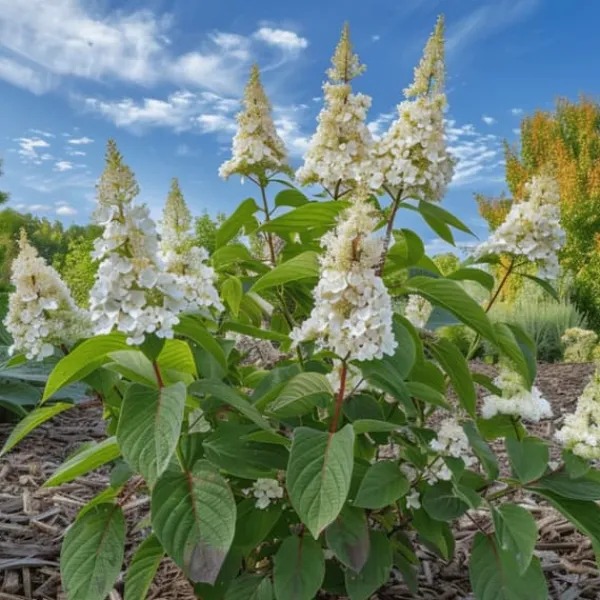Hortensia - Hydrangea paniculata 'Confetti' - Höjd 25-40cm - ⌀19cm