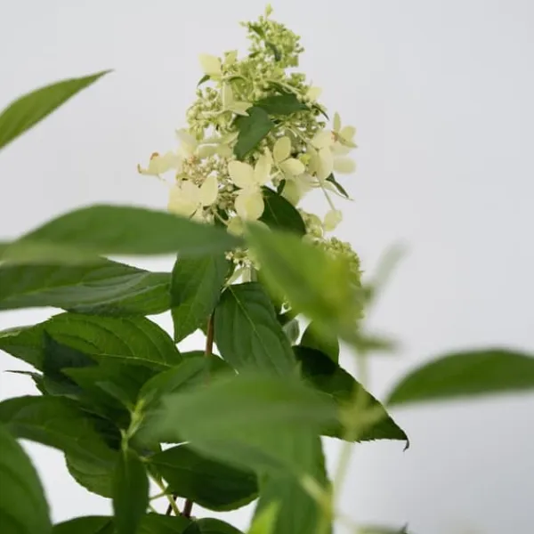 Hortensia - Hydrangea paniculata 'Confetti' - Höjd 25-40cm - ⌀19cm
