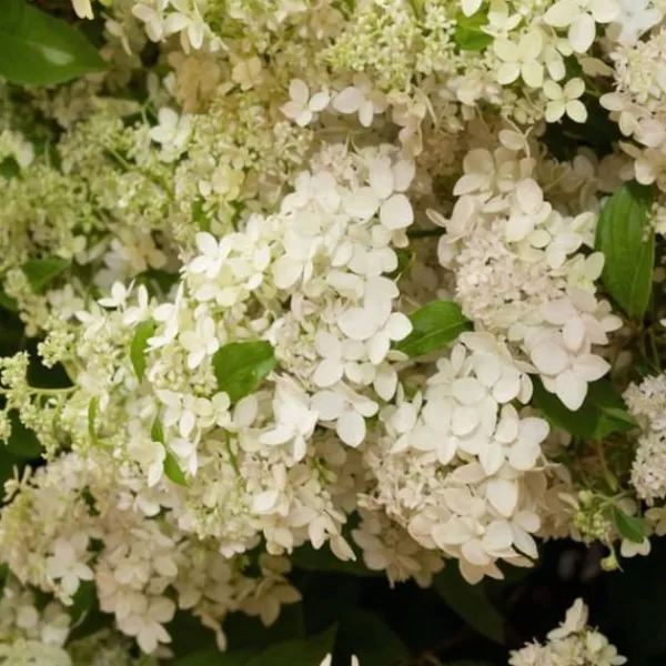 Hortensia - Hydrangea paniculata 'Confetti' - Höjd 25-40cm - ⌀19cm