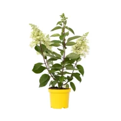 Outlet Hortensia - Hydrangea paniculata 'Candlelight' - Höjd 25-40cm - ⌀19cm Blommor