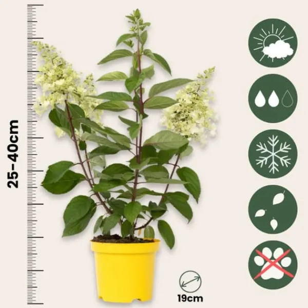 Outlet Hortensia - Hydrangea paniculata 'Candlelight' - Höjd 25-40cm - ⌀19cm Blommor