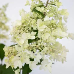 Outlet Hortensia - Hydrangea paniculata 'Candlelight' - Höjd 25-40cm - ⌀19cm Blommor