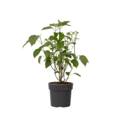New Hortensia - Hydrangea 'Strong Annabelle' - Höjd 30-40cm - ⌀19cm Krukväxter Inomhus