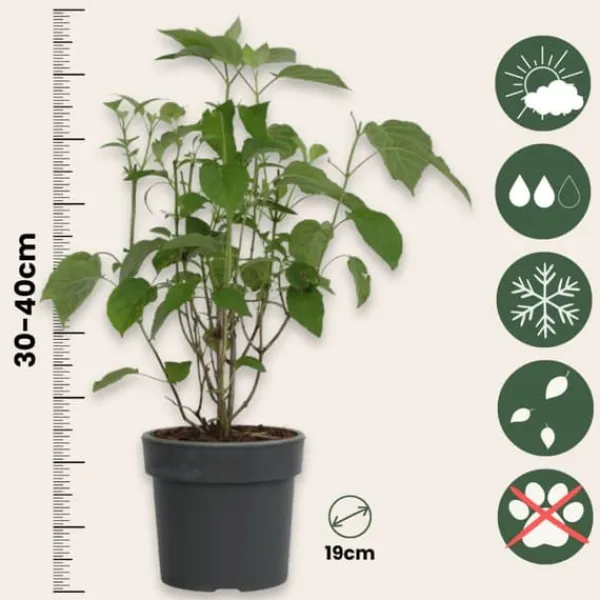 New Hortensia - Hydrangea 'Strong Annabelle' - Höjd 30-40cm - ⌀19cm Krukväxter Inomhus