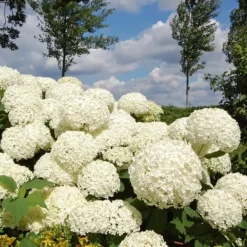 New Hortensia - Hydrangea 'Strong Annabelle' - Höjd 30-40cm - ⌀19cm Krukväxter Inomhus