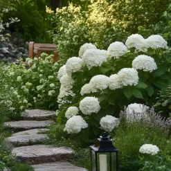New Hortensia - Hydrangea 'Strong Annabelle' - Höjd 30-40cm - ⌀19cm Krukväxter Inomhus