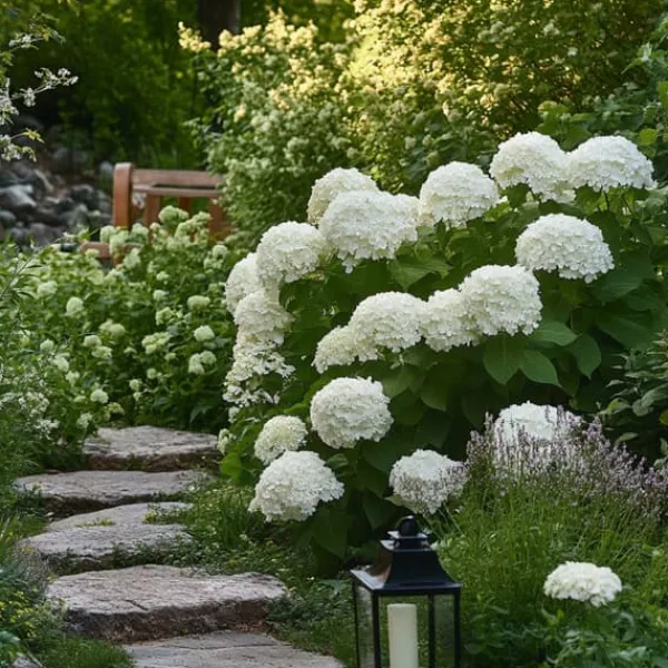 New Hortensia - Hydrangea 'Strong Annabelle' - Höjd 30-40cm - ⌀19cm Krukväxter Inomhus
