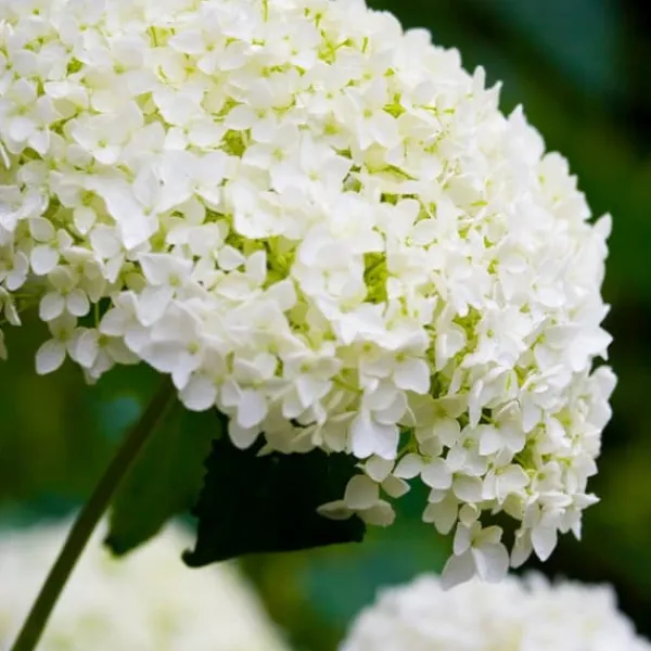 New Hortensia - Hydrangea 'Strong Annabelle' - Höjd 30-40cm - ⌀19cm Krukväxter Inomhus