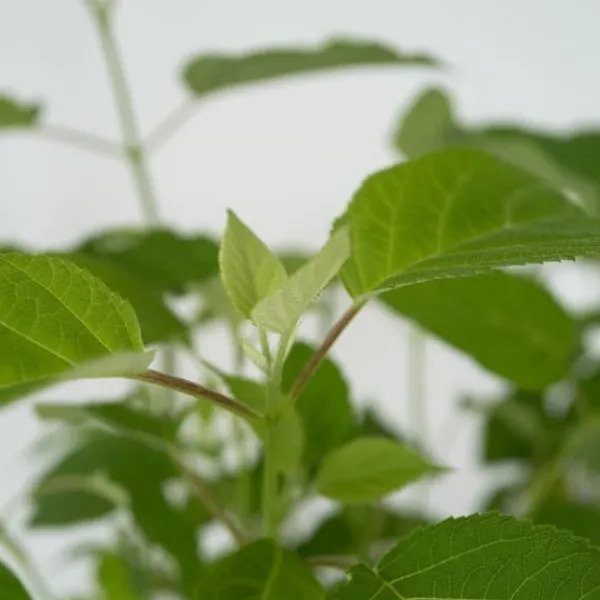 New Hortensia - Hydrangea 'Strong Annabelle' - Höjd 30-40cm - ⌀19cm Krukväxter Inomhus