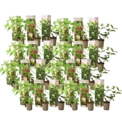 Sale Hortensia - Set om 24 - Hortensia paniculata - Höjd 25-35cm - ⌀9cm Buskar