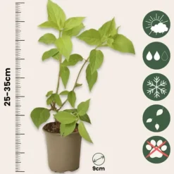 Sale Hortensia - Set om 24 - Hortensia paniculata - Höjd 25-35cm - ⌀9cm Buskar