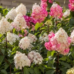 Sale Hortensia - Set om 24 - Hortensia paniculata - Höjd 25-35cm - ⌀9cm Buskar