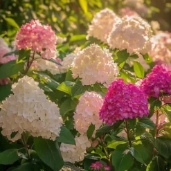 Sale Hortensia - Set om 24 - Hortensia paniculata - Höjd 25-35cm - ⌀9cm Buskar