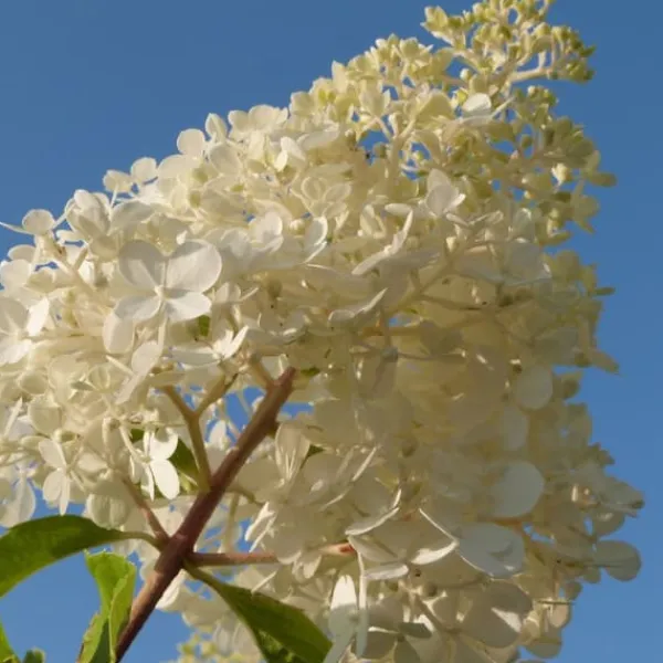 Sale Hortensia - Set om 24 - Hortensia paniculata - Höjd 25-35cm - ⌀9cm Buskar