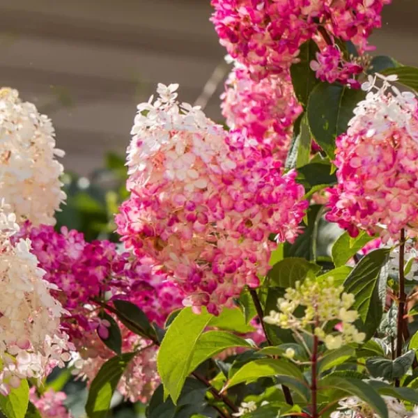 Sale Hortensia - Set om 24 - Hortensia paniculata - Höjd 25-35cm - ⌀9cm Buskar