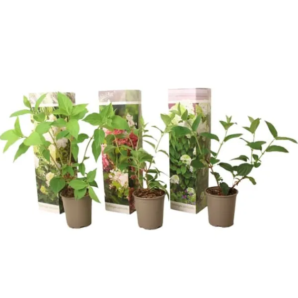 New Hortensia - Set om 3 - Hortensia paniculata - Höjd 25-35cm - ⌀9cm Buskar