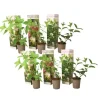 Hortensia - Set om 6 - Hortensia paniculata - Höjd 25-35cm - ⌀9cm