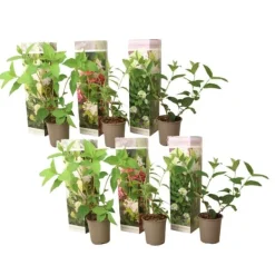 Hortensia - Set om 6 - Hortensia paniculata - Höjd 25-35cm - ⌀9cm