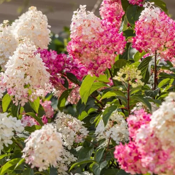 Hortensia - Set om 6 - Hortensia paniculata - Höjd 25-35cm - ⌀9cm