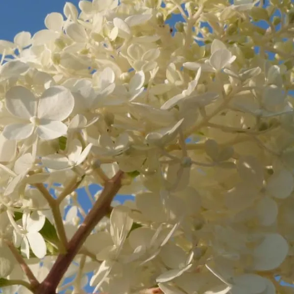 Hortensia - Set om 6 - Hortensia paniculata - Höjd 25-35cm - ⌀9cm