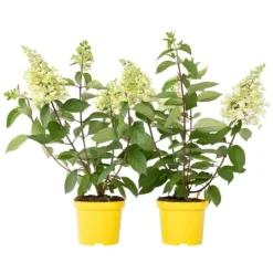 Hortensia - Set om 2 - Hydrangea paniculata 'Candlelight' - Höjd 25-40cm - ⌀19cm