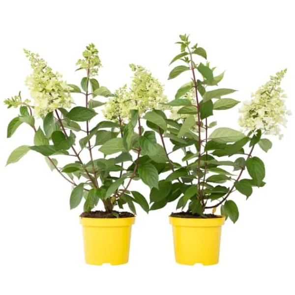 Hortensia - Set om 2 - Hydrangea paniculata 'Candlelight' - Höjd 25-40cm - ⌀19cm