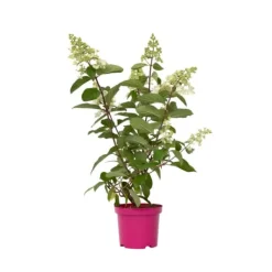 Hortensia - Set om 4 - Hydrangea paniculata 'Pinky Winky' - Höjd 25-40cm - ⌀19cm