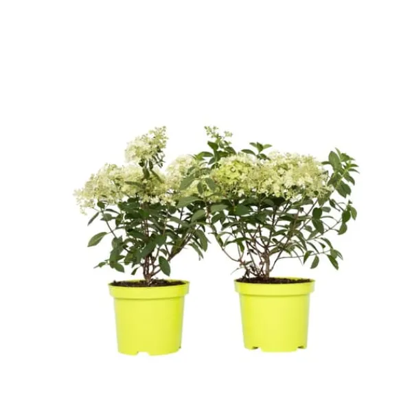 Online Hortensia - Set om 2 - Hydrangea paniculata 'Bobo' - Höjd 25-40cm - ⌀19cm Buskar