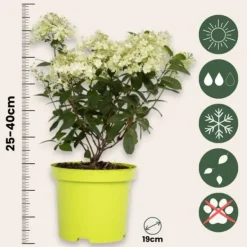 Online Hortensia - Set om 2 - Hydrangea paniculata 'Bobo' - Höjd 25-40cm - ⌀19cm Buskar