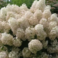 Online Hortensia - Set om 2 - Hydrangea paniculata 'Bobo' - Höjd 25-40cm - ⌀19cm Buskar