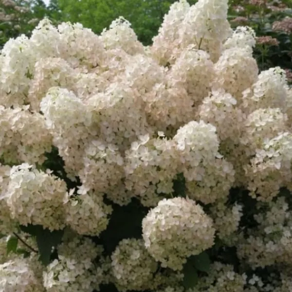 Online Hortensia - Set om 2 - Hydrangea paniculata 'Bobo' - Höjd 25-40cm - ⌀19cm Buskar