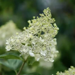 Online Hortensia - Set om 2 - Hydrangea paniculata 'Bobo' - Höjd 25-40cm - ⌀19cm Buskar