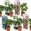 Hortensia - Set om 6 - Hydrangea macrophylla - Höjd 25-40cm - ⌀10,5cm