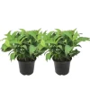 Hortensia - Set om 2 - Hydrangea serrata 'Summerglow' - Höjd 25-40cm - ⌀19cm